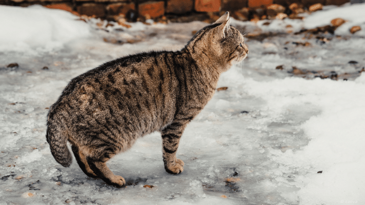 chat dehors dans la neige