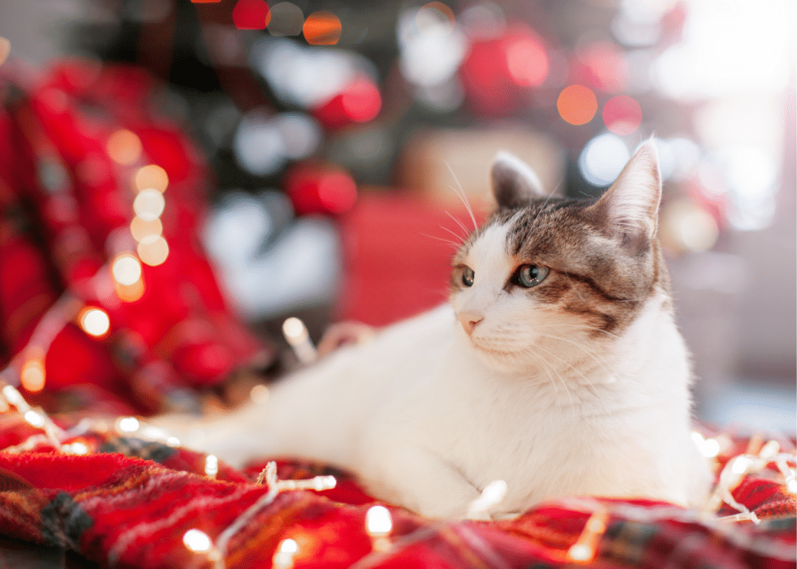 Chat sous le sapin