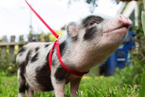 bébé cochon en laisse