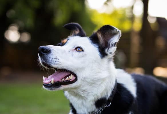 Portrait of beautiful border collie with half white face