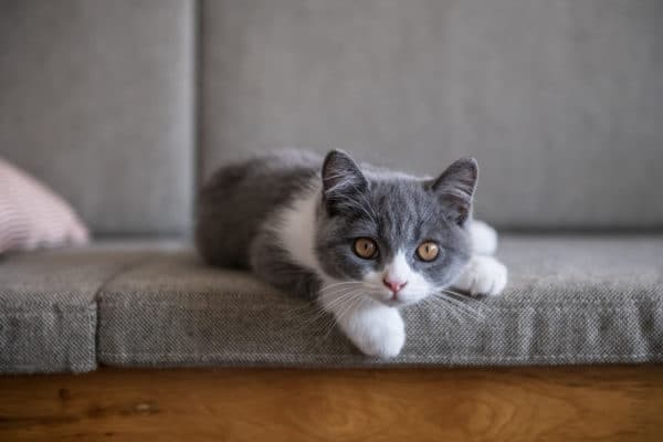 Cute British short Hairy cat