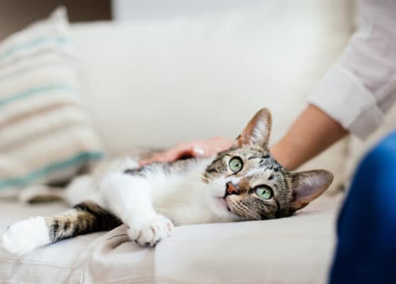 Happy cat and woman on bed cuddling