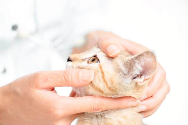 Veterinarian examining eye of cat