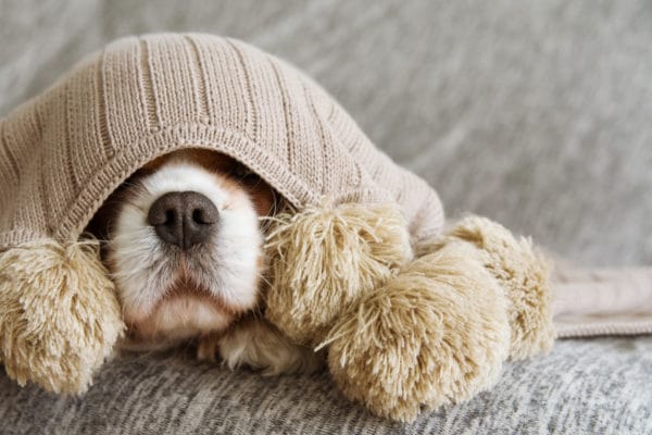 Sick, playful or scared cavalier dog covered with a warm tassel blanket