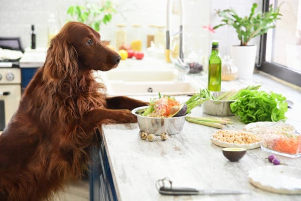 Cooking vegetarian food for Pets. In interior.