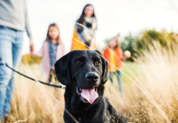 A young family with two small children and a dog on a walk in autumn nature.