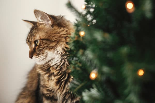 Maine coon cat with green eyes sitting at little christmas tree with lights. Cute kitty relaxing under festive christmas tree. Winter holidays. Pet and holiday