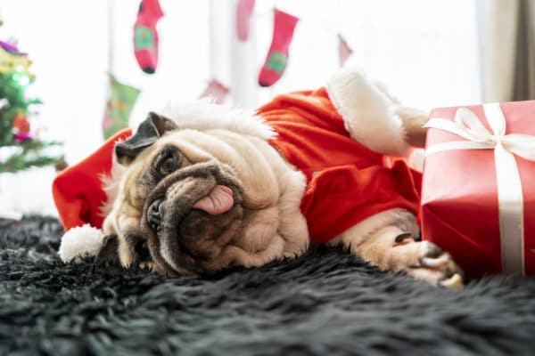 Happy New Year, Merry Christmas, holidays and celebration, Puppy pets bored sleeping rest in the room with Christmas tree. Pug dog in Santa Claus costume hat with the gift box and sock in background