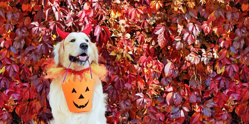 Close-up portrait of a dog wearing devil Halloween headband