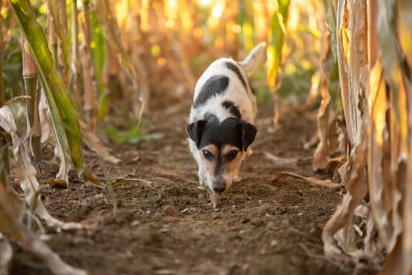 Cute disobedient Jack Russell Terrier Dog has escaped and is following a lead in the maize field in autumn.