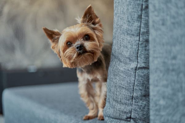 Yorkshire Terrier dog on the couch