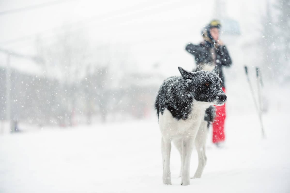 Homeless dog and girl skier in a ski resort on winter blizzard background.