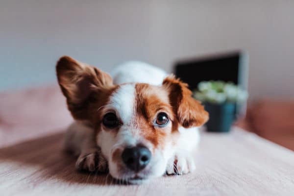 Cute jack russell dog working on laptop at home. Technology concept