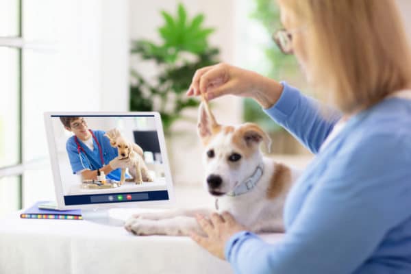 Online consultation with veterinarian doctor.