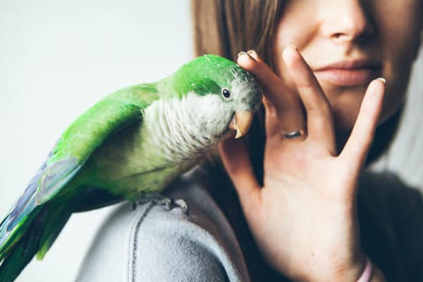 Close-up of friendly and cute Monk Parakeet. Green Quaker parrot is sitting on a woman's shoulder.