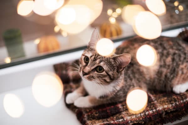 Close up. The kitten lies on a windowsill framed by a bokeh from a Christmas garland.