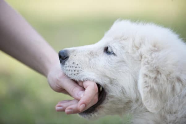 Puppy bites hand