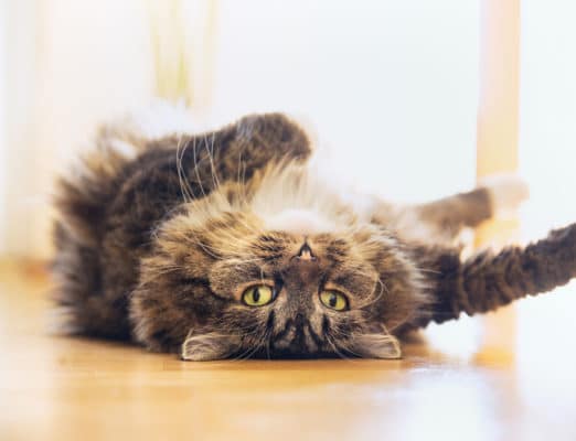 Cat lying relaxed on his back and looking into camera