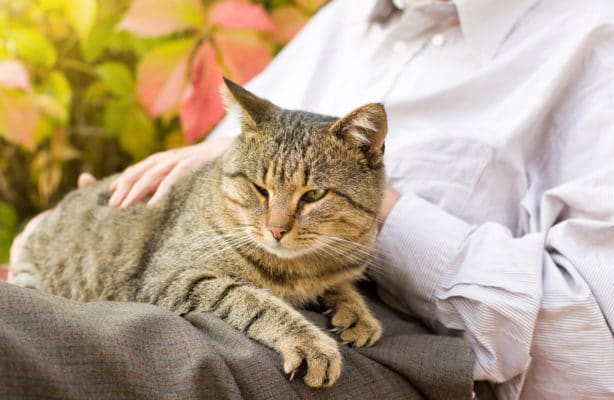 Cat in lap