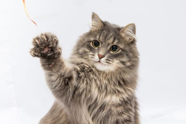 fluffy gray cat