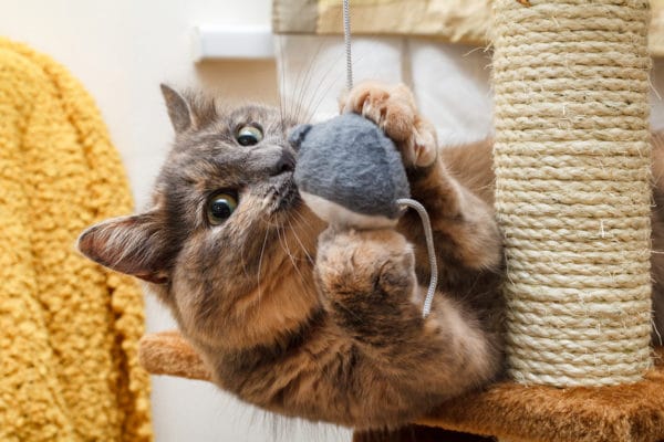 Cat playing with a toy mouse on a cat scratch stand.