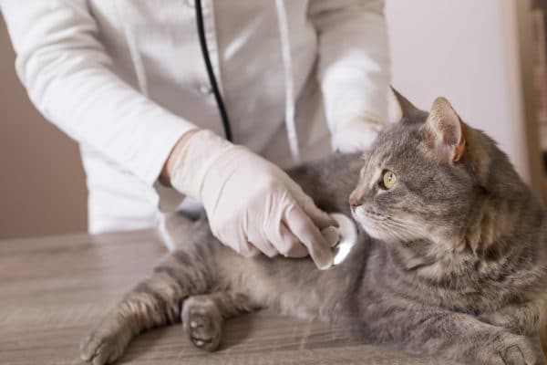 Cat at vet's office