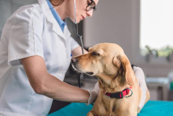 Veterinarian Examining Dog