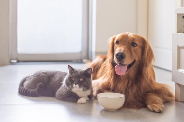 British shorthair cats and Golden Retriever