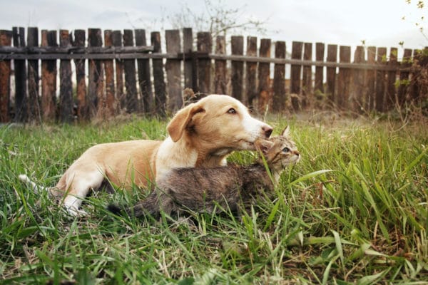 Puppy and kitten rest on glade