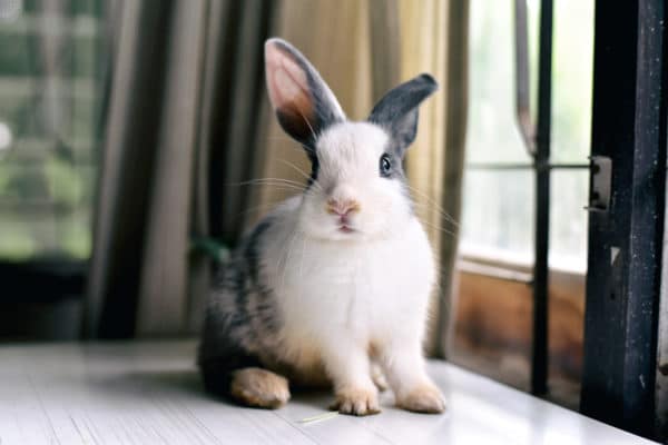 Grey bunny rabbit looking frontward to viewer, Little bunny sitting on white desk, Lovely pet for children and family.