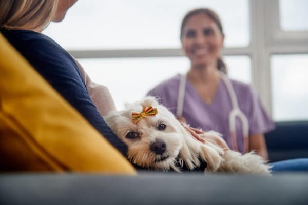 Veterinary House Call With Doctor Dog Owner And Pet