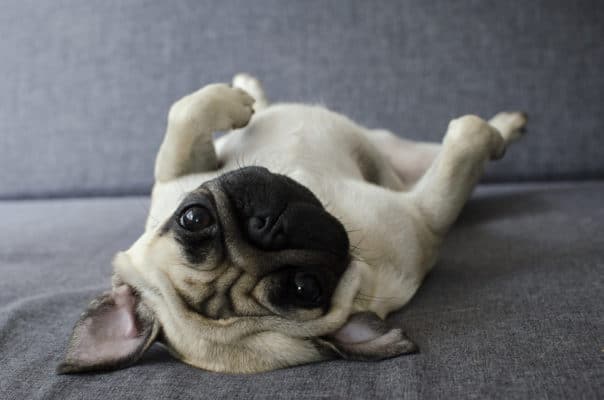 Cute small dog breed pug lying on back and begging to play with it