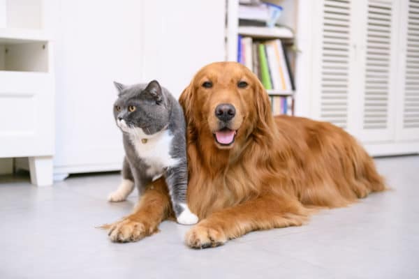 British short hair cat and golden retriever