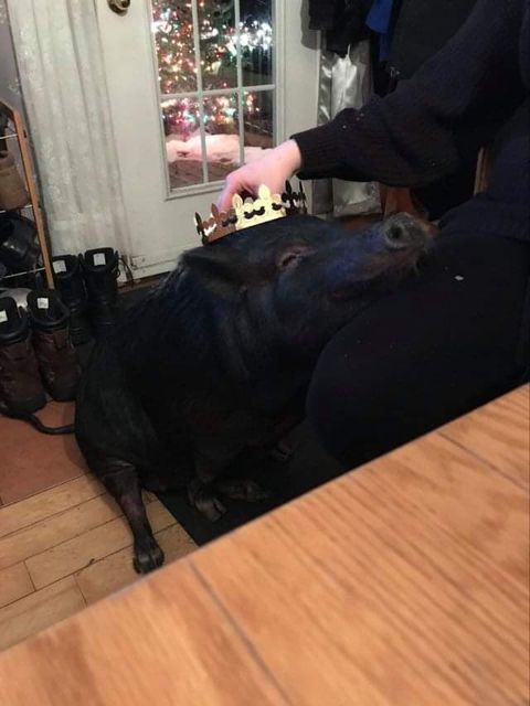 Bella, le cochon, avec une couronne