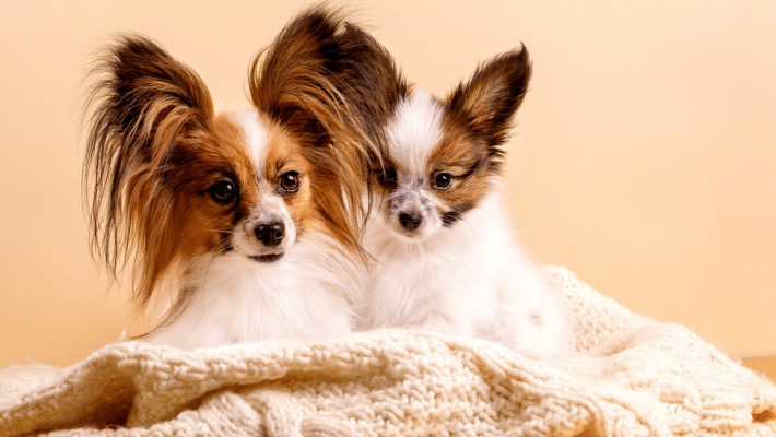 maman et bébé chien papillon