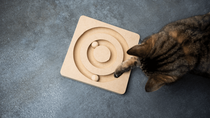 Chat qui joue avec un jouet en bois