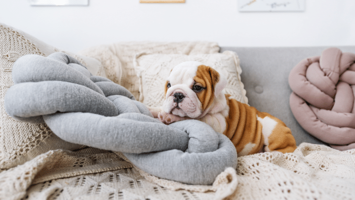 chiot bouledogue sur des coussins