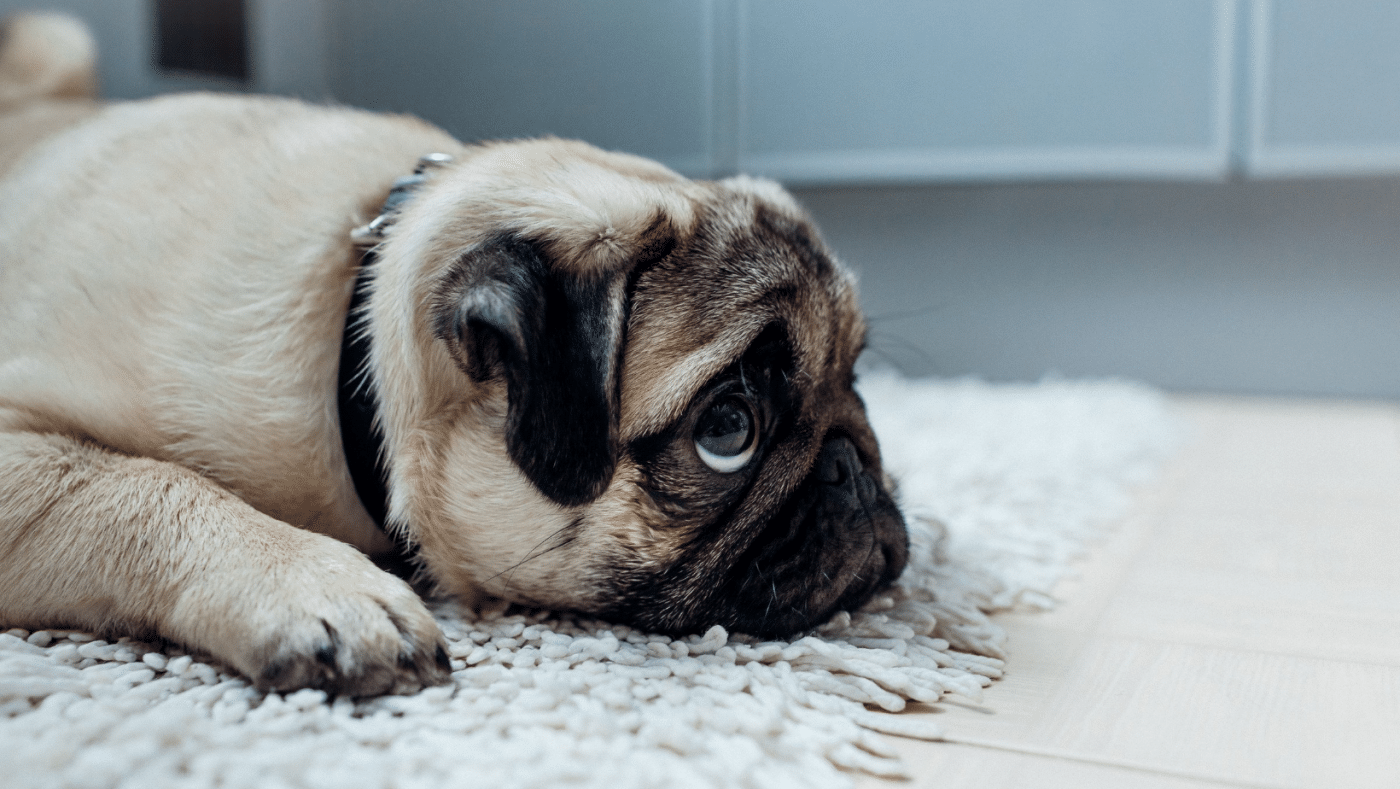 chien pug couché sur un tapis