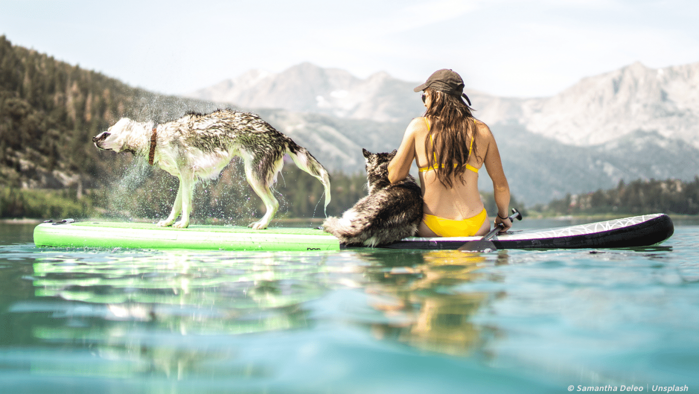 chiens sur une planche à pagaie