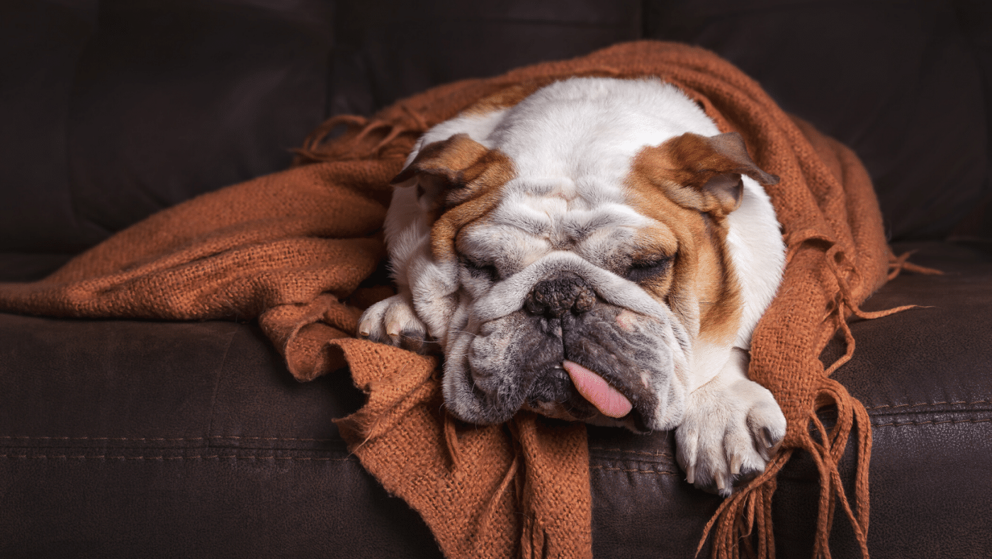 Bulldog anglais sous une couverture sur le divan