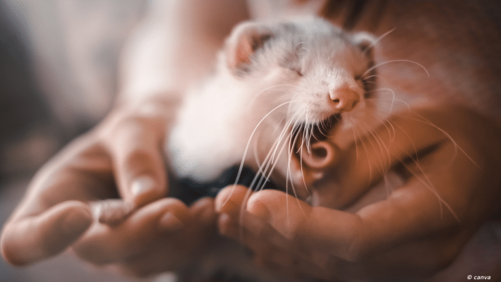 Furet dans des mains