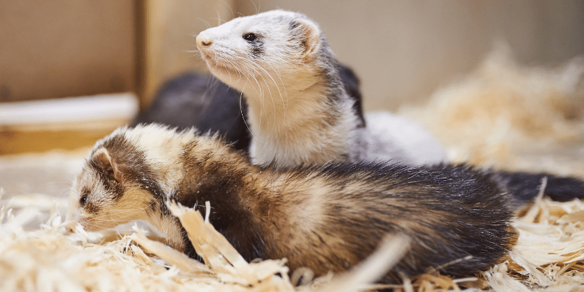 2 furets dans de la sciure de bois