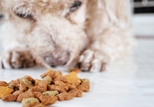 Chien avec de la nourriture