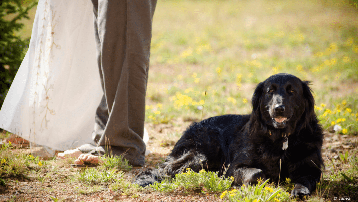 mariage avec un chien