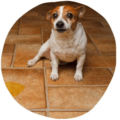 Chien qui a uriné sur le plancher