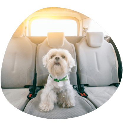 Chien dans une voiture