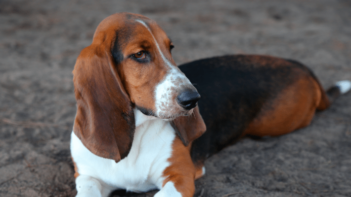 Basset Hound couché dans le sable