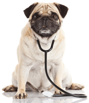 pug avec stethoscope