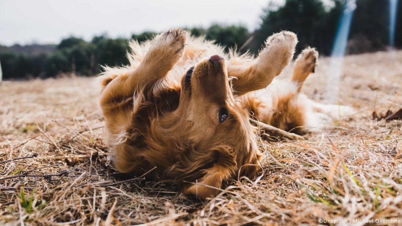 Chien qui se roule dans l'herbe