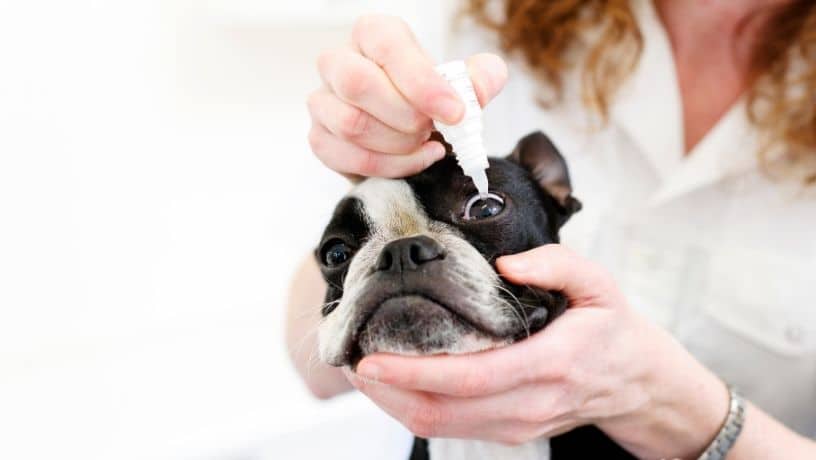 Boxer qui se fait mettre des gouttes oculaires